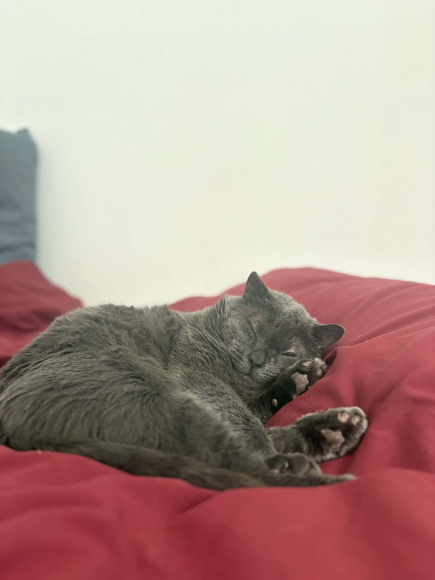 HERMÈS - Domestic Short Hair available for adoption