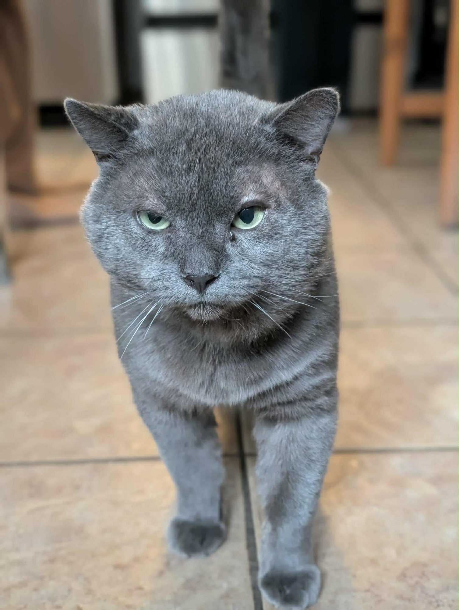 HERMÈS - Domestic Short Hair available for adoption