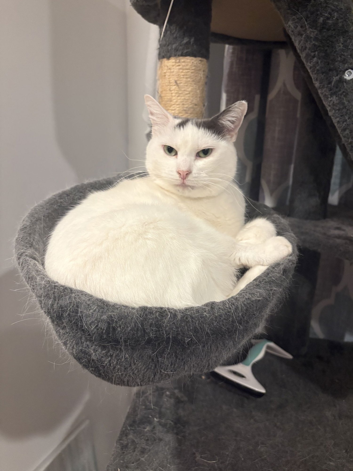 POUPETTE - Domestic Short Hair available for adoption