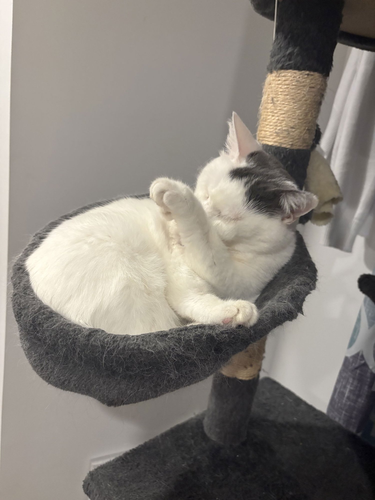 POUPETTE - Domestic Short Hair available for adoption