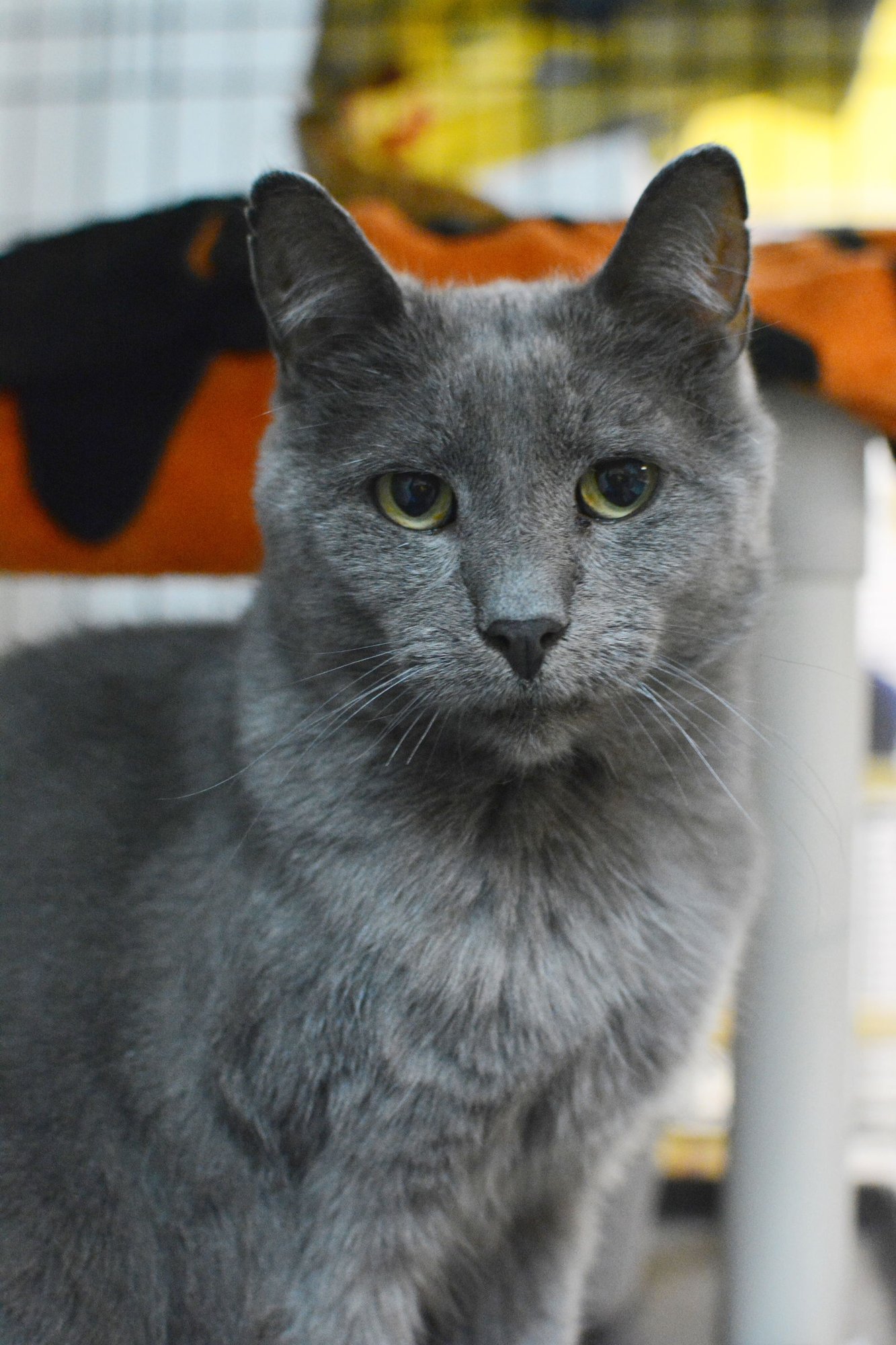 RUDOLPH - Domestic Medium Hair available for adoption