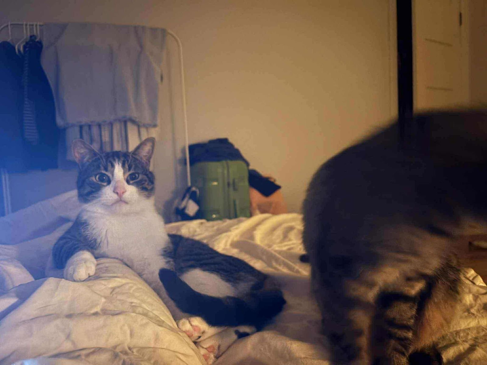 JUNIE - Domestic Short Hair available for adoption