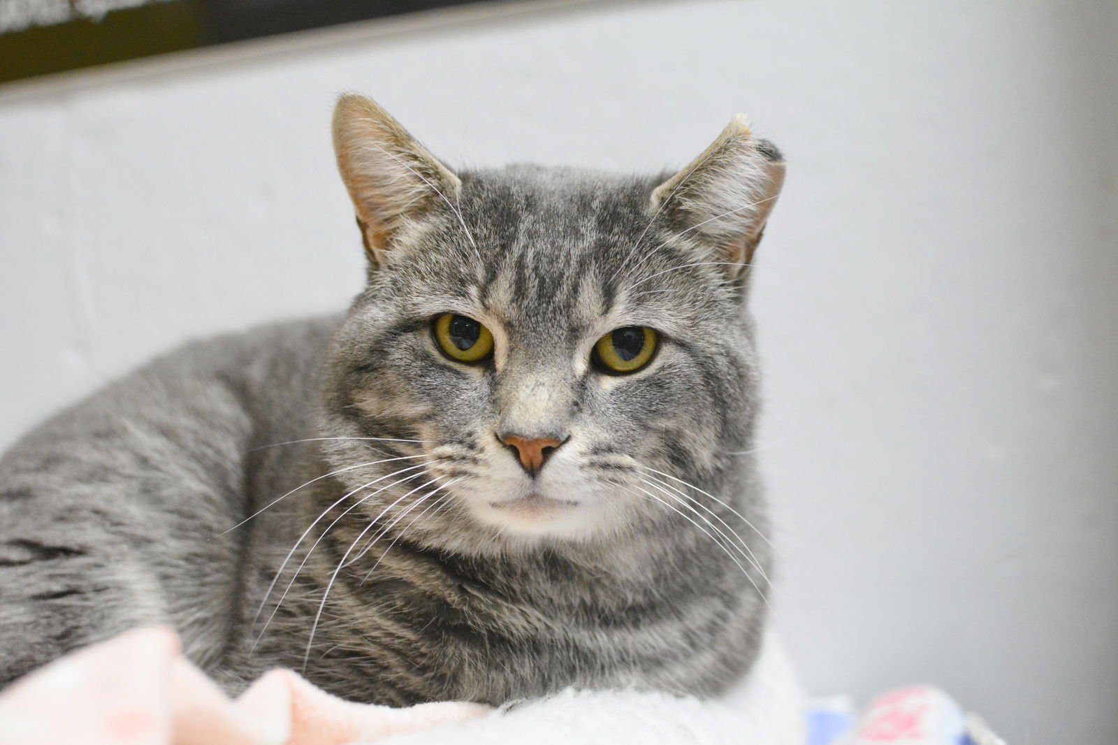 GILBERT - Domestic Short Hair available for adoption