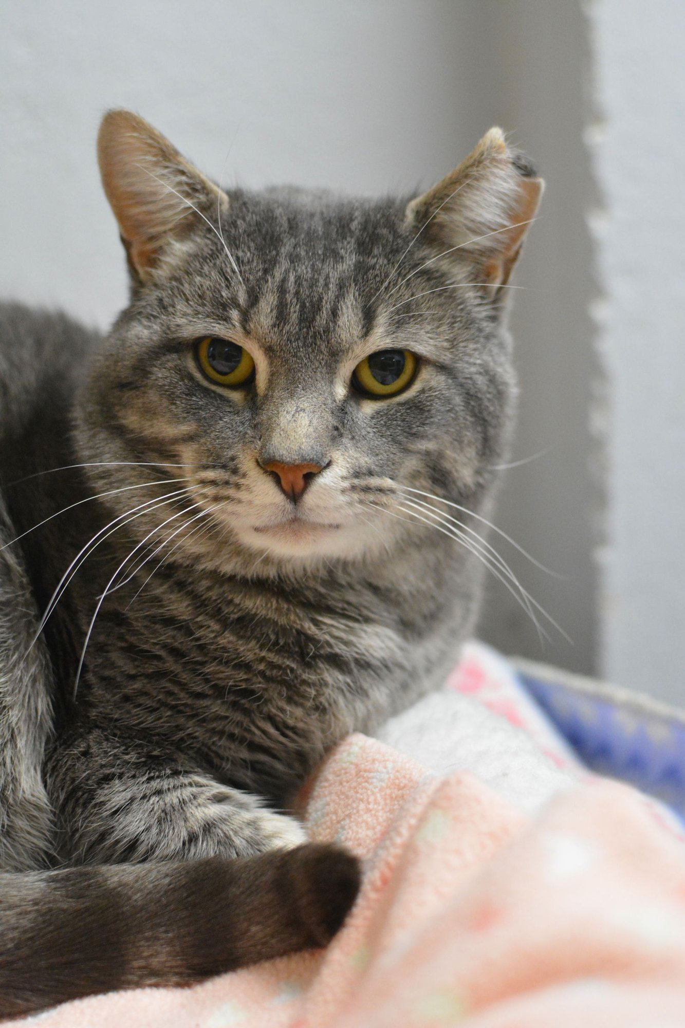 GILBERT - Domestic Short Hair available for adoption