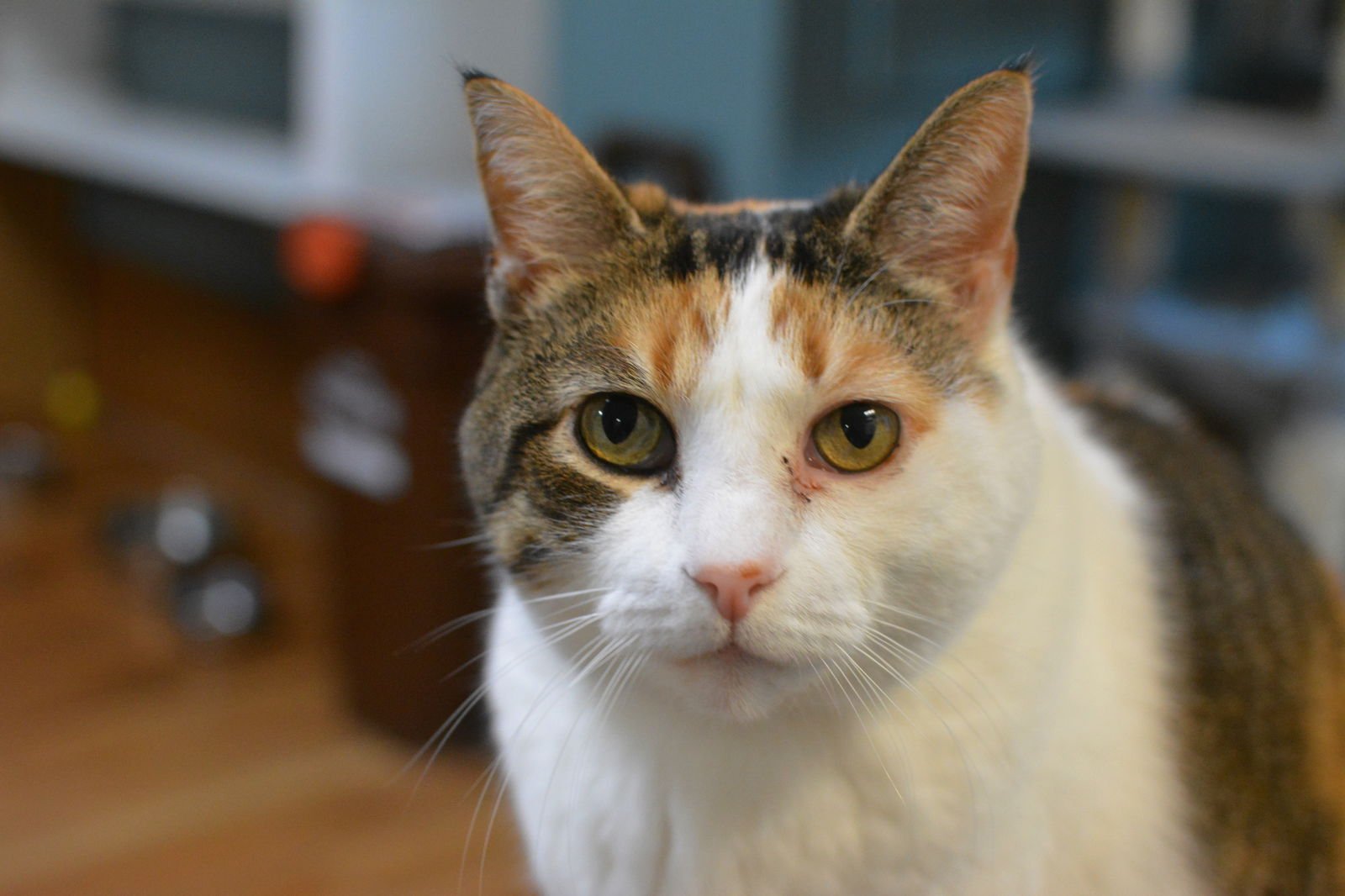 SHANY - Domestic Short Hair available for adoption