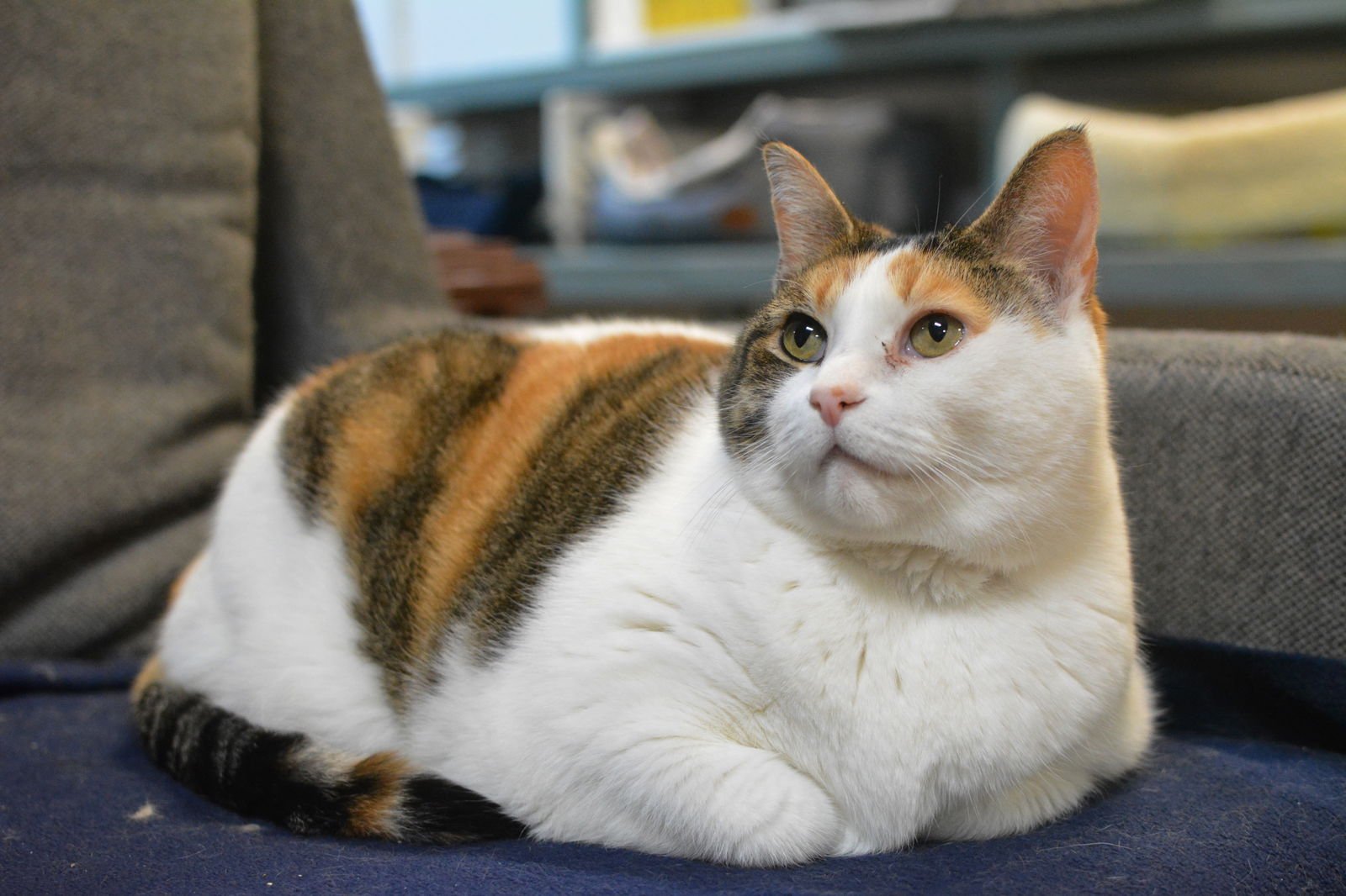 SHANY - Domestic Short Hair available for adoption