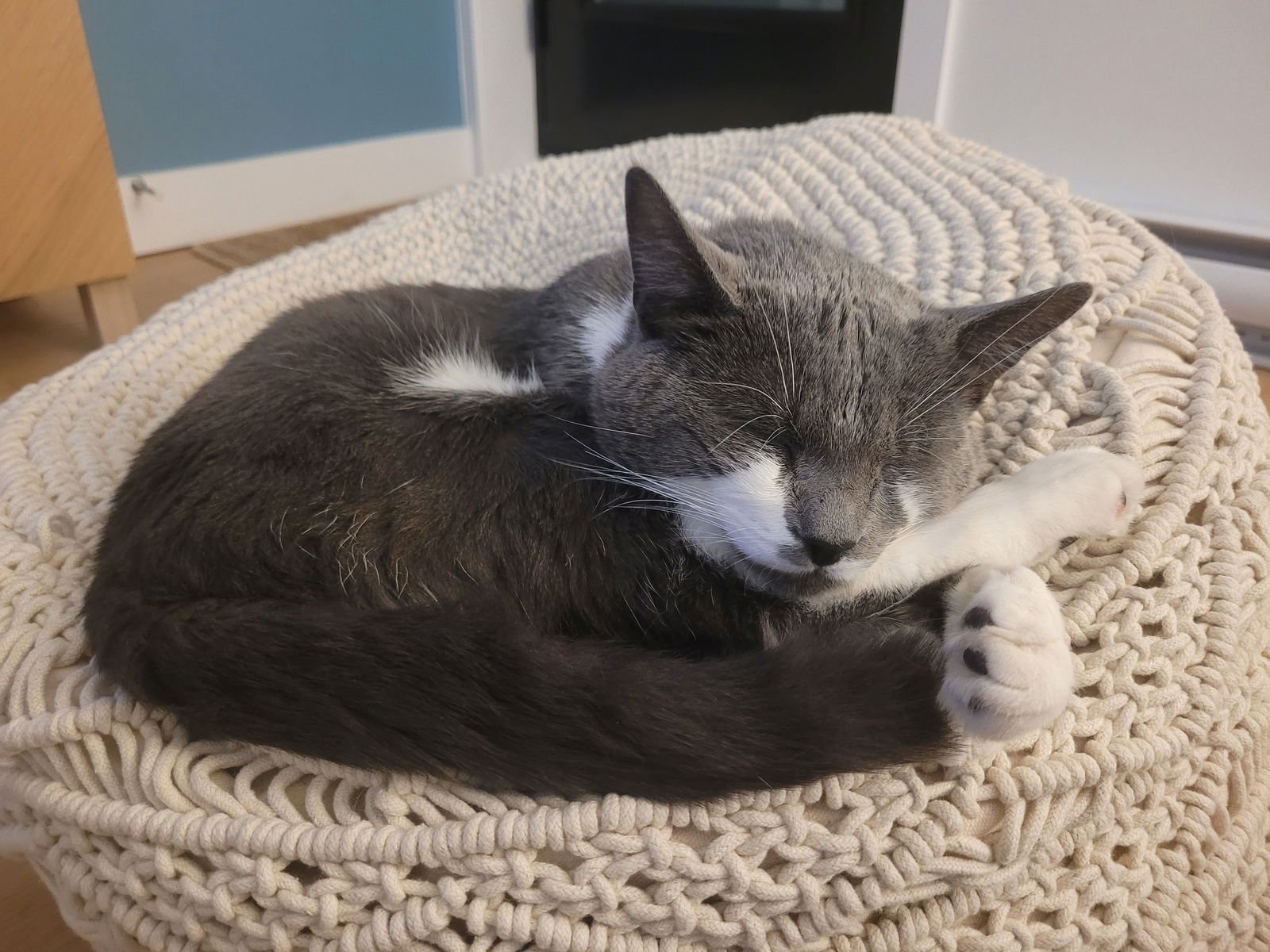 HUGO - Domestic Short Hair available for adoption