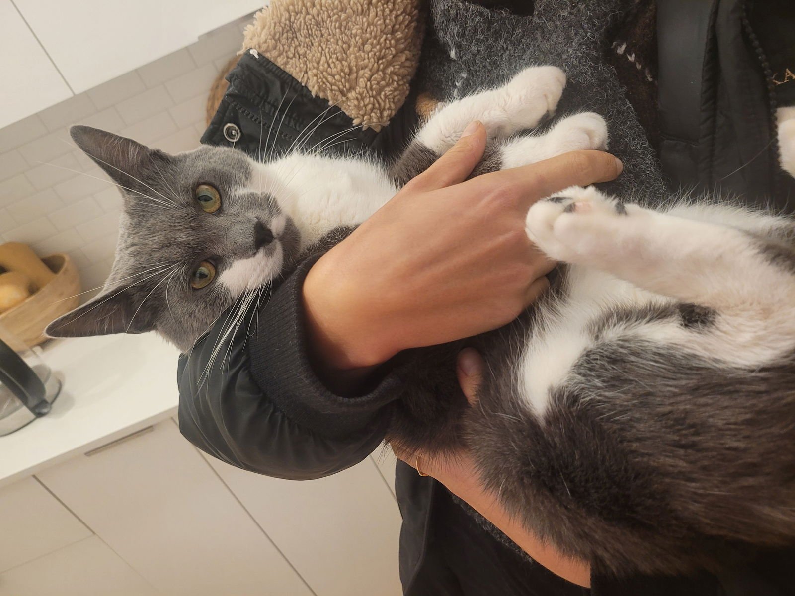 HUGO - Domestic Short Hair available for adoption