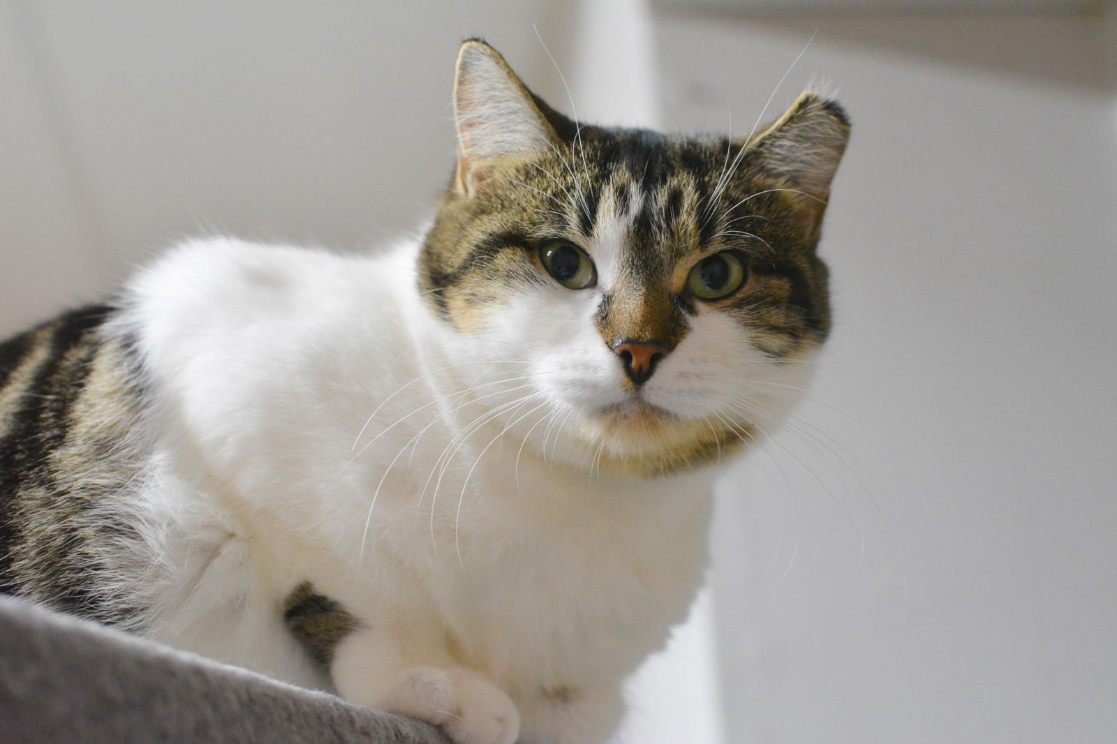 AYA - Domestic Short Hair available for adoption