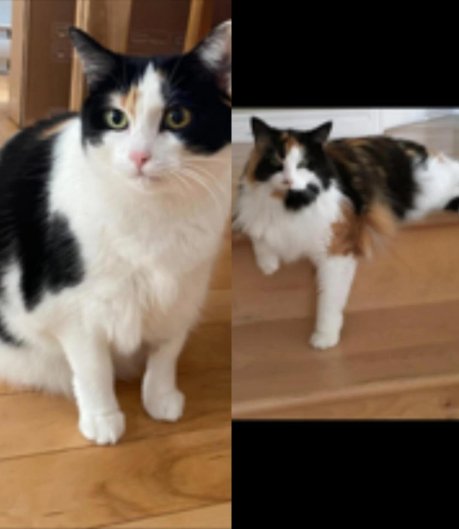 CHLOE & SYDNEY - Domestic Long Hair available for adoption