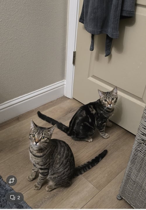 BRUNO MARZ - Tabby available for adoption