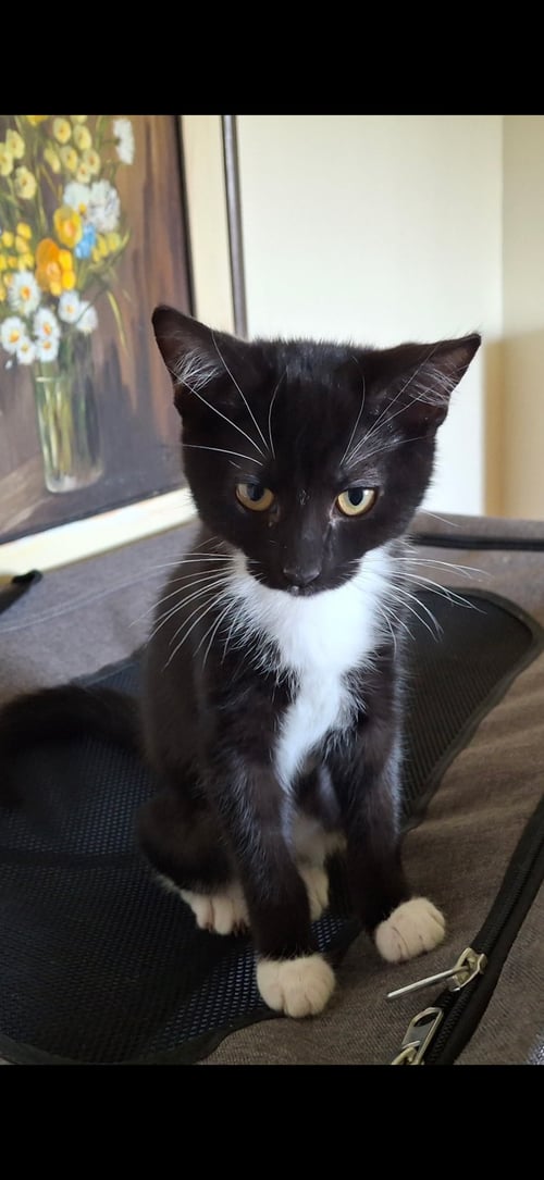 JAMIE - Domestic Short Hair for adoption in Visalia