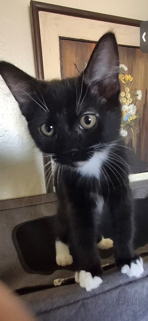 RILEY - Domestic Short Hair for adoption in Visalia