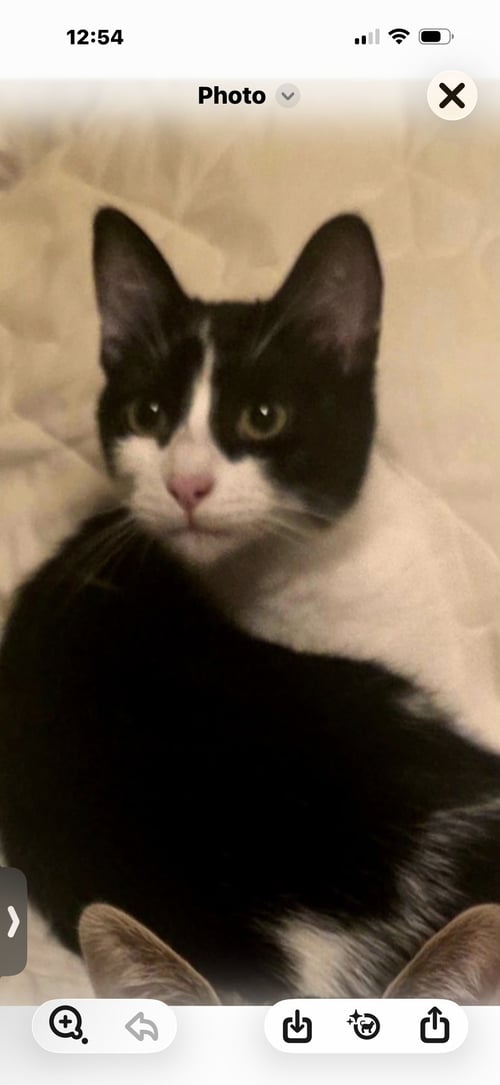DOTTIE - Domestic Short Hair for adoption in Visalia