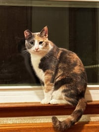 Miso - Photo 1