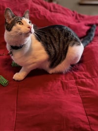 Kelly Cat - Photo 1