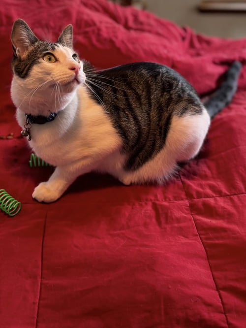 KELLY CAT - Domestic Short Hair for adoption in Visalia
