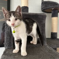 Kelly Cat - Photo 2