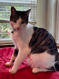 Kelly Cat - Photo 3