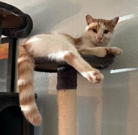 Maniko - Photo 2