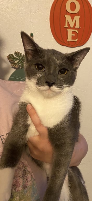 Gracie Image