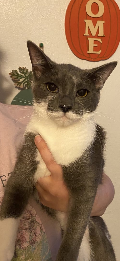 GRACIE - Domestic Short Hair for adoption in Visalia