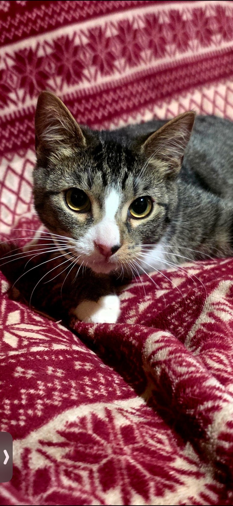 PETEY - Domestic Short Hair for adoption in Visalia