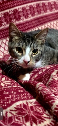 Petey - Photo 1
