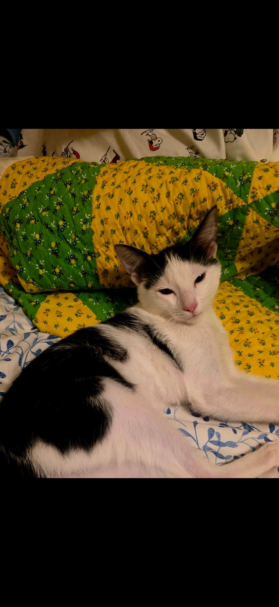 LEO - Domestic Short Hair for adoption in Visalia