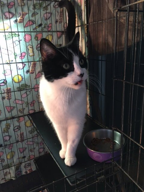 COOKIE - Domestic Short Hair / Tuxedo available for adoption