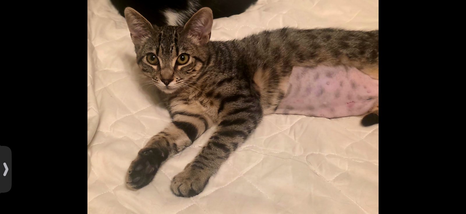 BAILEY - Domestic Short Hair for adoption in Visalia