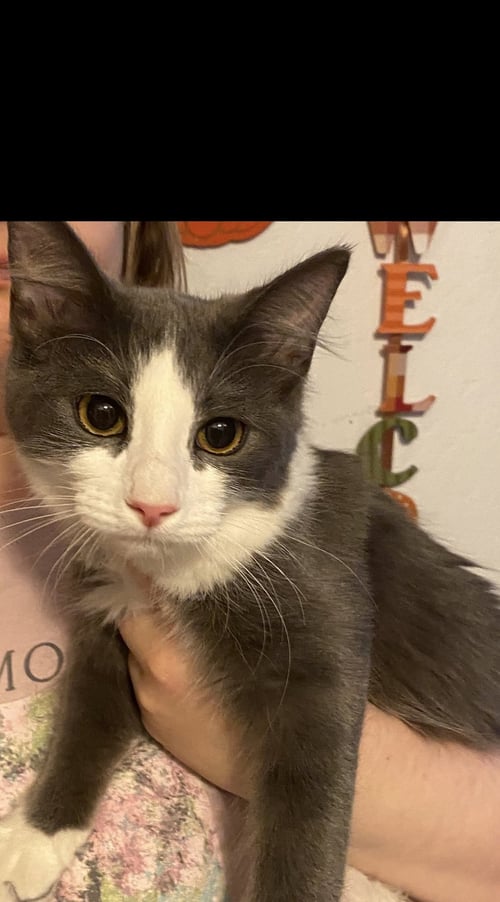 MACY - Domestic Short Hair for adoption in Visalia
