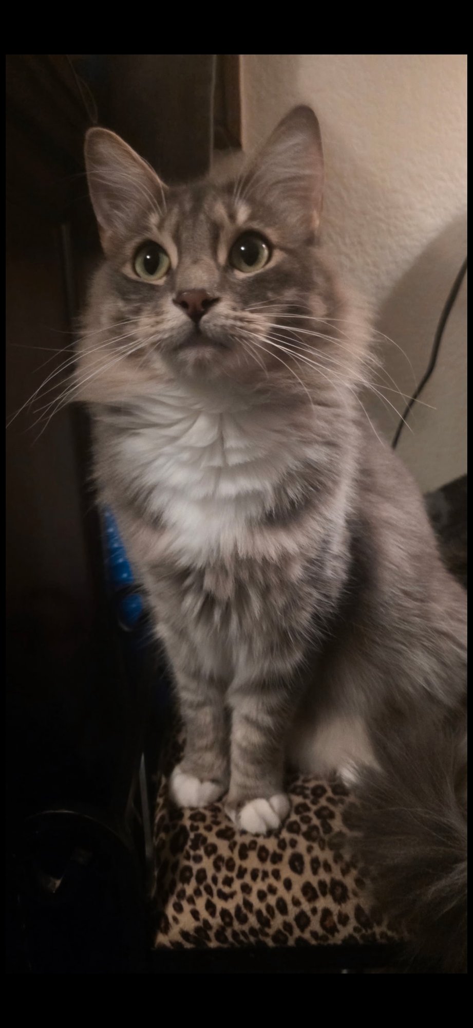 CHESWICK - Domestic Long Hair for adoption in Visalia