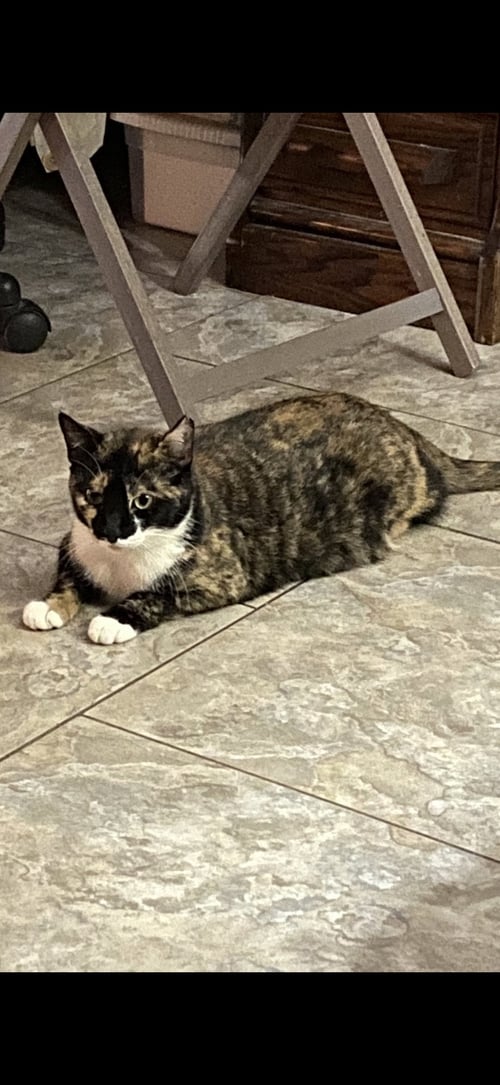 PEARL - Domestic Short Hair for adoption in Visalia