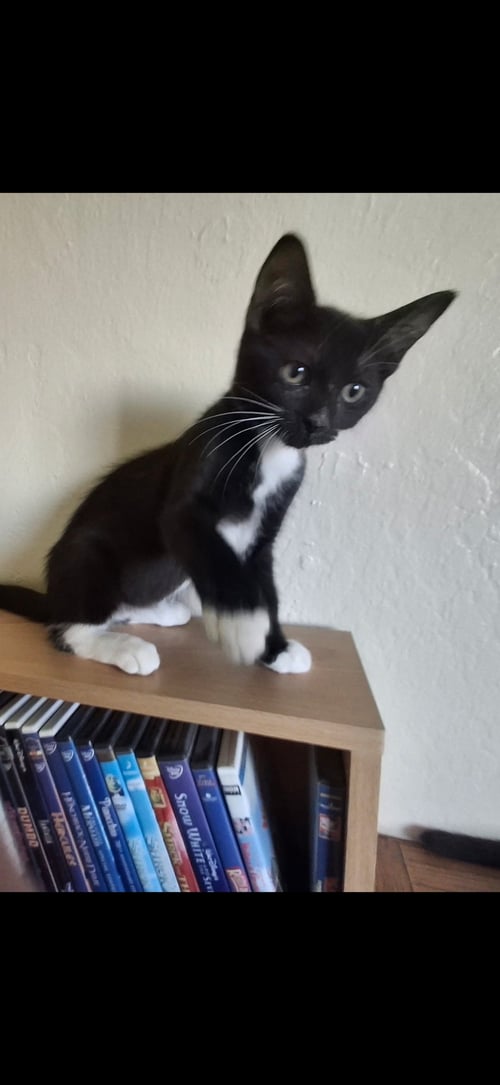 JIMMY - Domestic Short Hair for adoption in Visalia