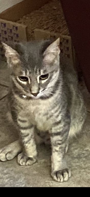 Cecil Image