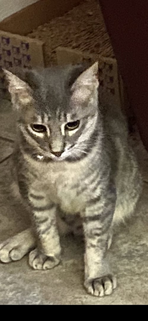 CECIL - Domestic Short Hair for adoption in Visalia