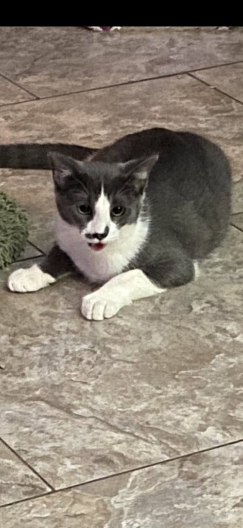 JAKE - Domestic Short Hair for adoption in Visalia