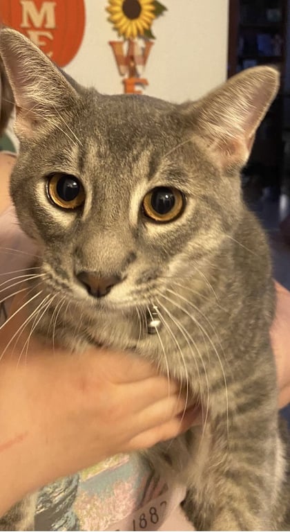 Sammy Image