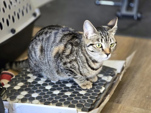 LUNA - Tabby available for adoption