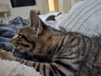 Luna - Photo 1