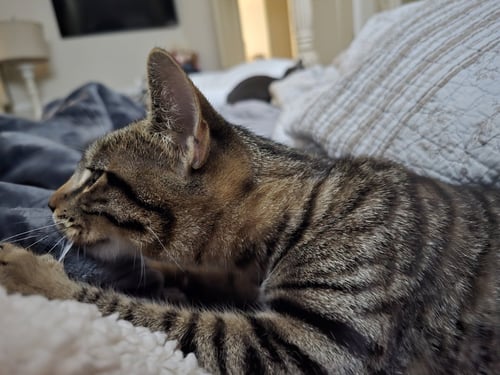 LUNA - Tabby for adoption in Visalia