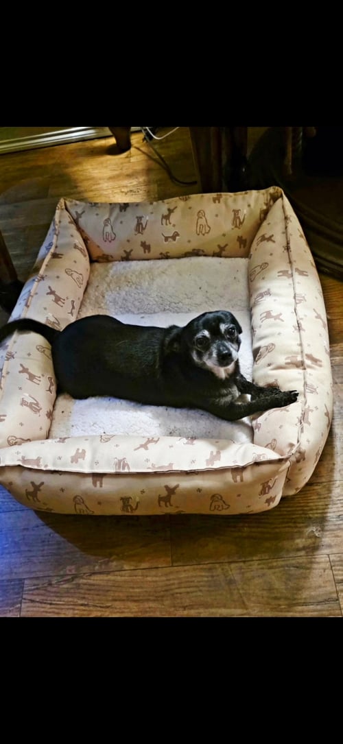 BETTY - Chihuahua for adoption in Visalia