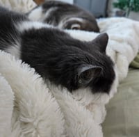 Nala and Simba - Photo 11