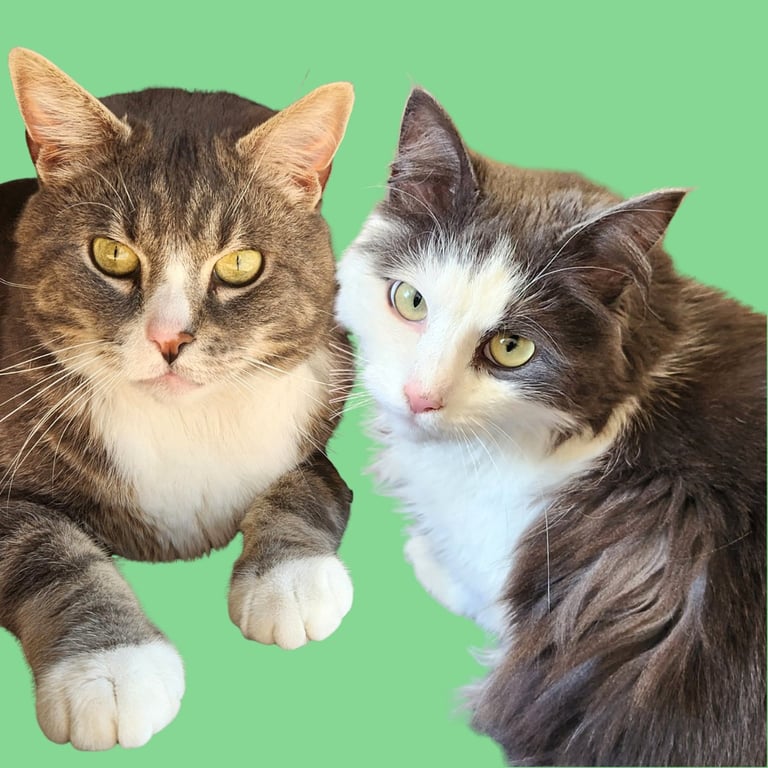 Nala and Simba Image