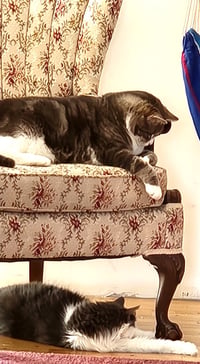 Nala and Simba - Photo 2