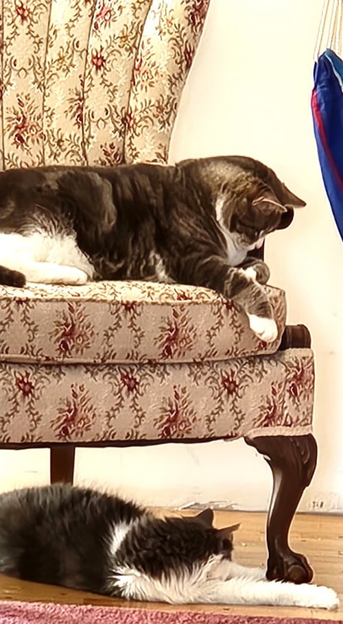 NALA AND SIMBA - Domestic Medium Hair available for adoption