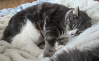 Nala and Simba - Photo 10