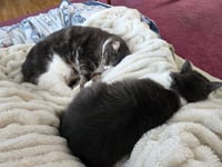 Nala and Simba - Photo 5