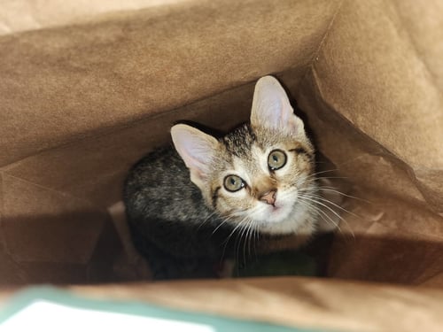 ANNIE - Domestic Short Hair for adoption in Baltimore